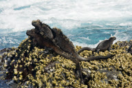 MARINE WILDLIFE