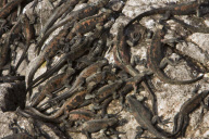 MARINE WILDLIFE