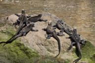 MARINE WILDLIFE