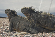 MARINE WILDLIFE
