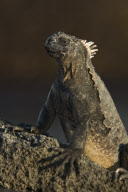 MARINE WILDLIFE