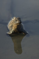 MARINE WILDLIFE