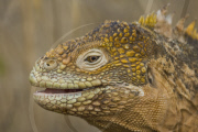 MARINE WILDLIFE