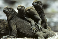 MARINE WILDLIFE