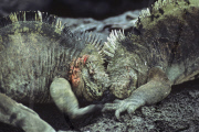 MARINE WILDLIFE
