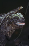 MARINE WILDLIFE