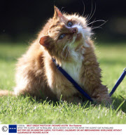 SPIKE THE OLDEST CAT IN ENGLAND...AS A 4 MONTH OLD KITTEN