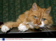 SPIKE THE OLDEST CAT IN ENGLAND...AS A 4 MONTH OLD KITTEN