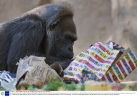 Vila the gorilla celebrates her 52nd birthday, San Diego Zoo - 28 Oct 2009