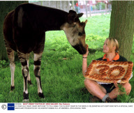 30 YEAR OLD OKAPI