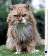 SPIKE THE 31 YEAR OLD CAT, BRIDPORT, BRITAIN - 18 MAY 2001