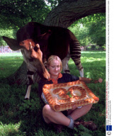 30 YEAR OLD OKAPI