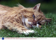 SPIKE THE 31 YEAR OLD CAT, BRIDPORT, BRITAIN - 18 MAY 2001