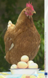 BRITAIN'S OLDEST CHICKEN CALLED GRANDMA - 01 JUN 2001