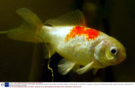 GOLDIE, THE 43 YEAR OLD GOLDFISH, THE OLDEST LIVING GOLDFISH IN BRITAIN AND POSSIBLY THE WORLD, BRADNICH, DEVON, BRITAIN - 23 JAN 2003