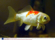 GOLDIE, THE 43 YEAR OLD GOLDFISH, THE OLDEST LIVING GOLDFISH IN BRITAIN AND POSSIBLY THE WORLD, BRADNICH, DEVON, BRITAIN - 23 JAN 2003