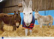 ELISABETH SVENDSEN DONKEY SANCTUARY IN DEVON, BRITAIN - 2003