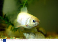 GOLDIE THE OLDEST GOLDFISH IN THE WORLD AT 44 YEARS, BRITAIN - 2004