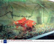 GOLDIE THE OLDEST GOLDFISH IN THE WORLD AT 44 YEARS, BRITAIN - 2004
