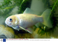 GOLDIE THE OLDEST GOLDFISH IN THE WORLD AT 44 YEARS, BRITAIN - 2004