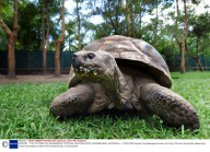 HARRIET - THE 175 YEAR OLD GALAPAGOS TORTOISE, AUSTRALIA ZOO, QUEENSLAND, AUSTRALIA - 11 NOV 2005