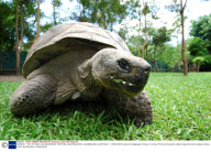 HARRIET - THE 175 YEAR OLD GALAPAGOS TORTOISE, AUSTRALIA ZOO, QUEENSLAND, AUSTRALIA - 11 NOV 2005