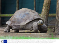 HARRIET - THE 175 YEAR OLD GALAPAGOS TORTOISE, AUSTRALIA ZOO, QUEENSLAND, AUSTRALIA - 11 NOV 2005