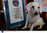 World's Oldest Dog in New York, America - 06 May 2009