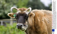 37-year-old Dolly, who is thought to be the oldest cow in Britain, Mistley Place Park Animal Rescue Centre, Essex, Britain - 15 May 2008