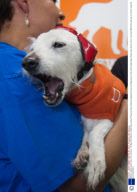 World's Oldest Dog in New York, America - 06 May 2009