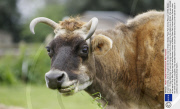 37-year-old Dolly, who is thought to be the oldest cow in Britain, Mistley Place Park Animal Rescue Centre, Essex, Britain - 15 May 2008