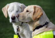 Graham Waspe with his guide dogs Edward and Opal, Stowmarket, Suffolk, Britain - 10 Mar 2011