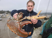 Huge lobster nicknamed 'Bone Crusher' given a new home at aquarium in Lyme Regis, Dorset, Britain - 06 Mar 2011