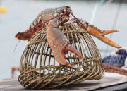 Huge lobster nicknamed 'Bone Crusher' given a new home at aquarium in Lyme Regis, Dorset, Britain - 06 Mar 2011