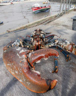 Huge lobster nicknamed 'Bone Crusher' given a new home at aquarium in Lyme Regis, Dorset, Britain - 06 Mar 2011
