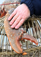 Huge lobster nicknamed 'Bone Crusher' given a new home at aquarium in Lyme Regis, Dorset, Britain - 06 Mar 2011