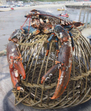 Huge lobster nicknamed 'Bone Crusher' given a new home at aquarium in Lyme Regis, Dorset, Britain - 06 Mar 2011