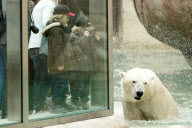 Opening of the polar bear enclosure - Munich