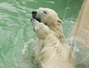 Opening of the polar bear enclosure - Munich