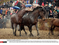 CHINA: Horse Fighting In Guangxi Miao Area