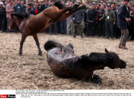 CHINA: Horse Fighting In Guangxi Miao Area