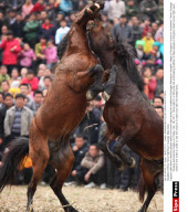 CHINA: Horse Fighting In Guangxi Miao Area