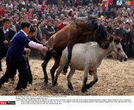 CHINA: Horse Fighting In Guangxi Miao Area