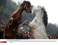 CHINA: Horse Fighting In Guangxi Miao Area