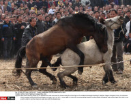 CHINA: Horse Fighting In Guangxi Miao Area