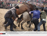 CHINA: Horse Fighting In Guangxi Miao Area