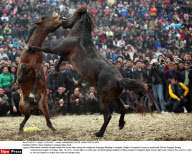CHINA: Horse Fighting In Guangxi Miao Area