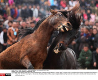 CHINA: Horse Fighting In Guangxi Miao Area