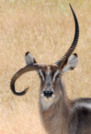 Waterbuck with upside down horn, Ongava Wilderness Reserve, Namibia - 17 Jan 2011