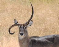 Waterbuck with upside down horn, Ongava Wilderness Reserve, Namibia - 17 Jan 2011